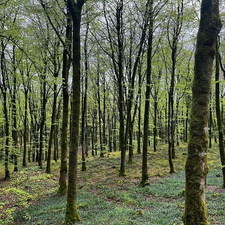 Mullaghmeen Forest Mullingar Luaran gambar