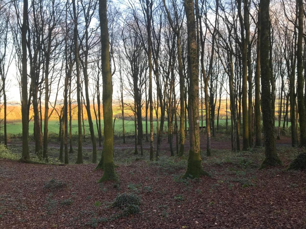 Mullaghmeen Forest Mullingar Luaran gambar