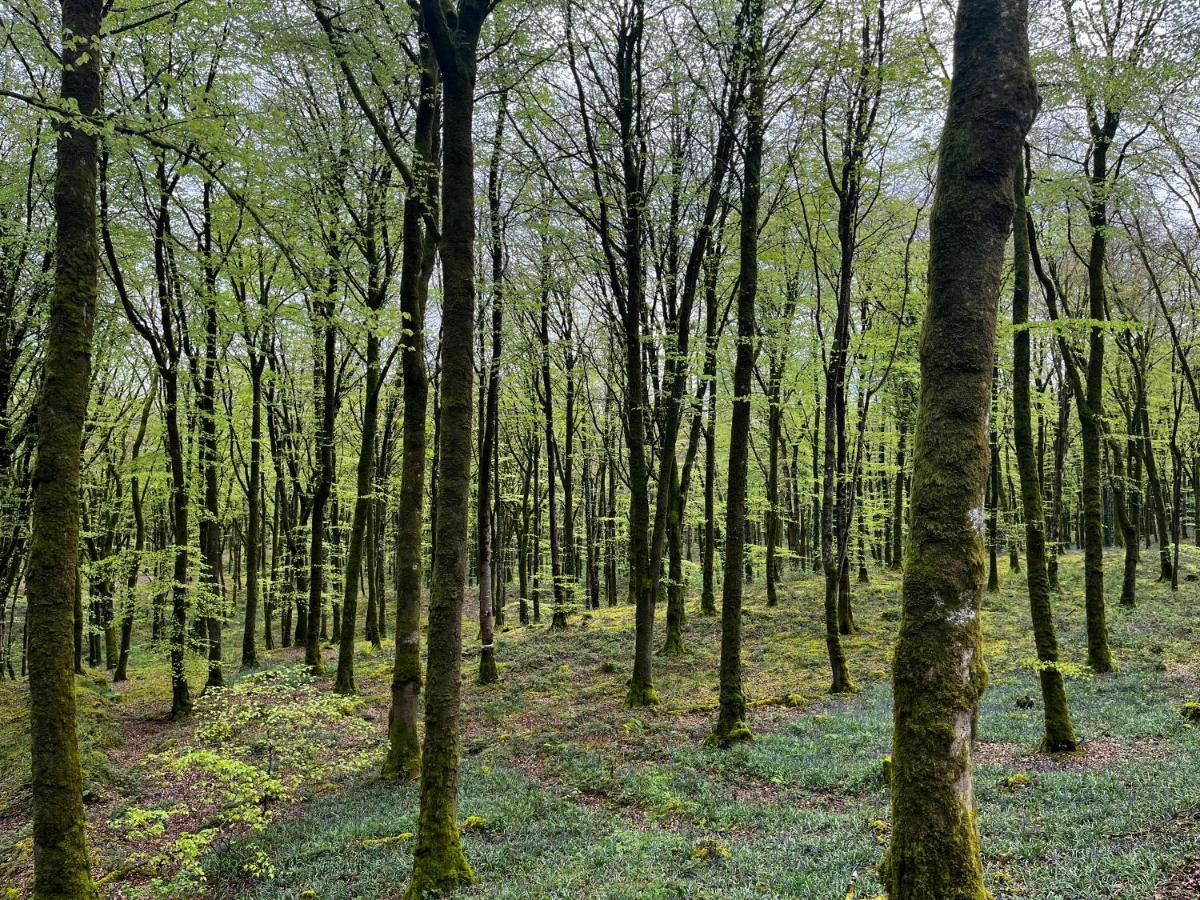 Mullaghmeen Forest Mullingar Luaran gambar